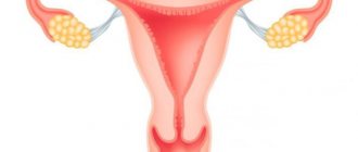 анатомия матки