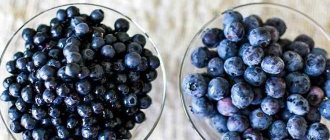 What are the benefits of blueberries and blueberries for pancreatitis?