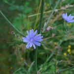 Chicory beneficial properties and contraindications