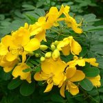 Senna flowers