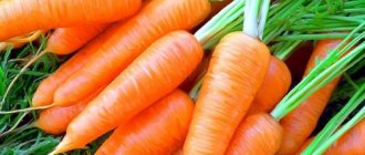 Использовать овощ на острой фазе панкреатита не разрешается