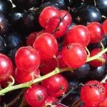 How and when can you eat currants with pancreatitis?