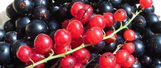 How and when can you eat currants with pancreatitis?