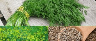 How to use dill seeds for pancreatitis and why they are useful