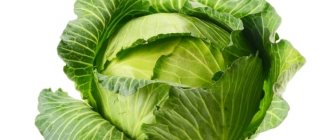cabbage leaf for lactostasis