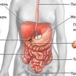 Briefly about the anatomy of the stomach