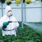 Лимфома средостения развивается у людей, работающих с пестицидами