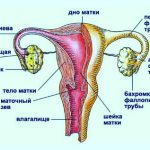 uterus, cervix - anatomy, structure