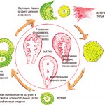 Менструационный цикл