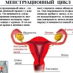 Menstruation in girls and women is necessary to ensure reproductive function