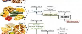 different enzymes for different foods
