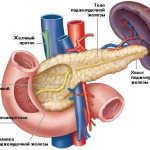 Pancreas dimensions