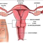 Cervix. Photo inside, structure, normal size of healthy during pregnancy, before childbirth, menstruation 