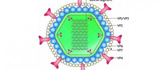 schematic picture of rotavirus