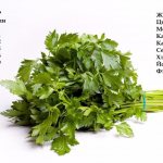 Composition of parsley