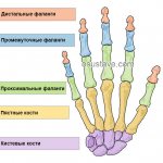 hand structure